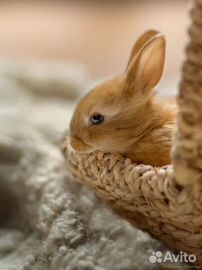 Мини карликовый кролик