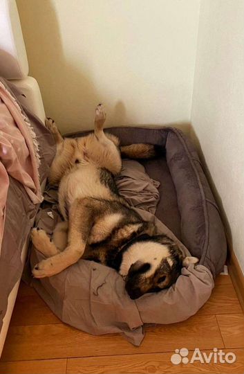 Собака в добрые руки