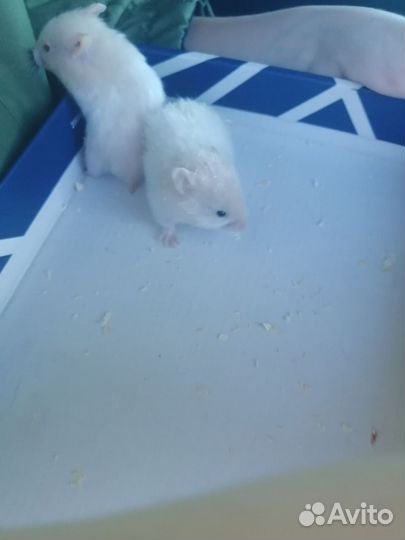Отдам хомяка бесплатно