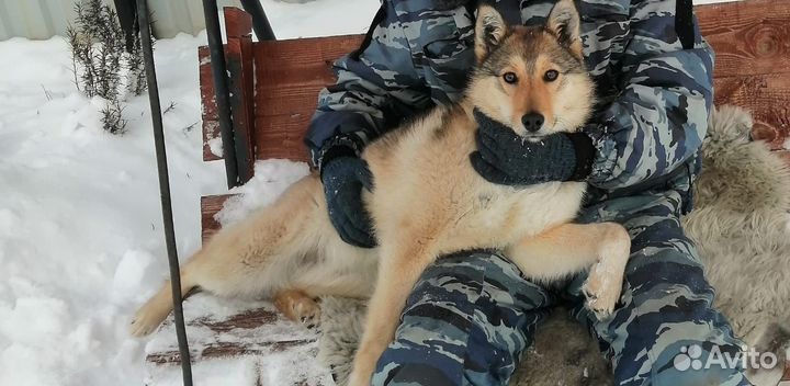 Отдам щенков хаски