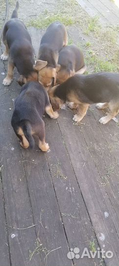 Собаки - щенки