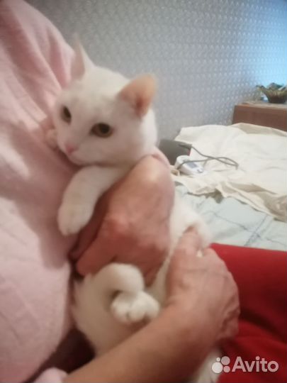 Кошка ищет дом