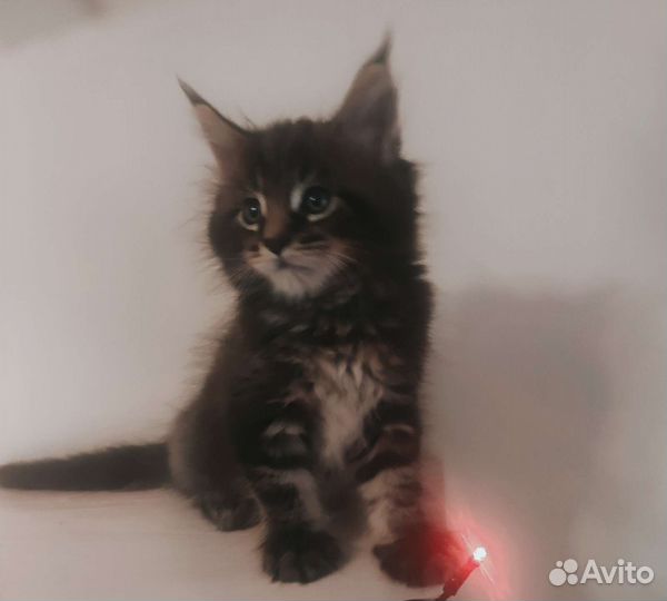 Котята мейн-кун
