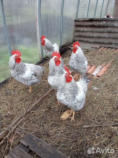Петухи Борковкая Барвистая