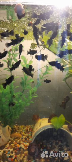 Молинезия черная