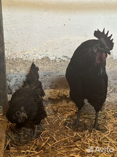 Брама куропатчатая