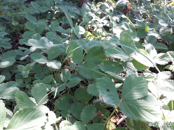 Земляника садовая