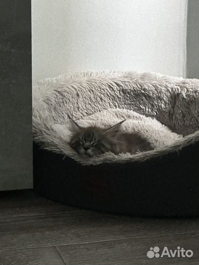 Котята мейн-кун