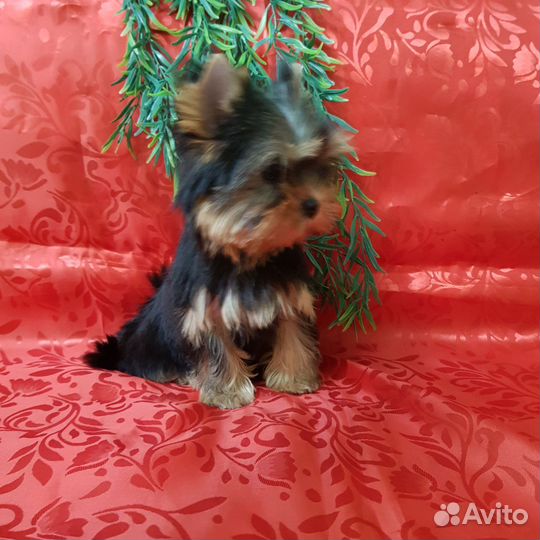 Йоркширский терьер мини девочка