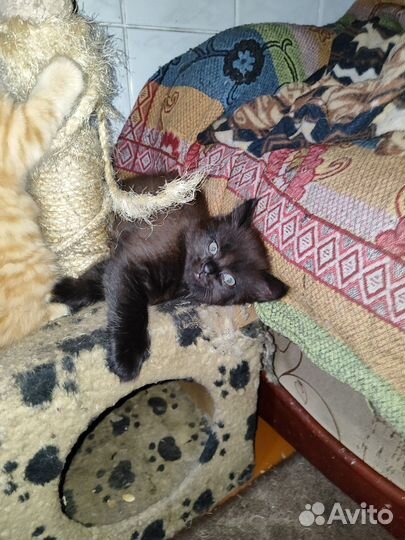 Котята. Мягкие, пушистые