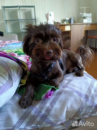 Вязка Йорка