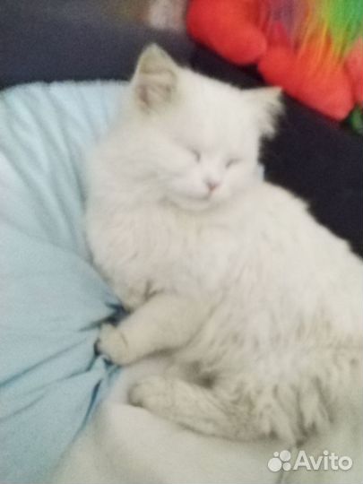 Кот, мальчик, турецкая ангора