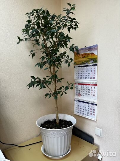 Фикус бенджамина