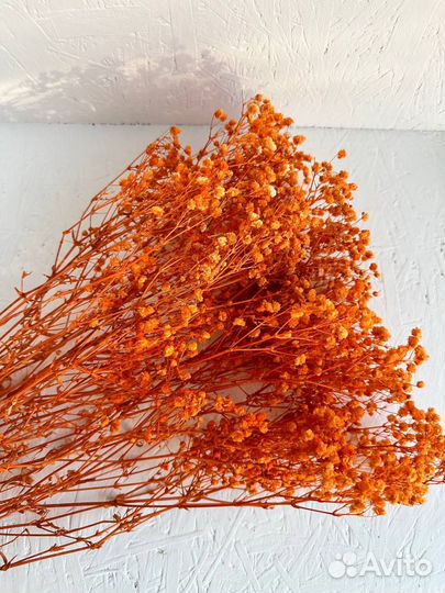 Гипсофила стабилизированная