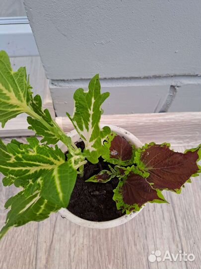 Комнатные цветы