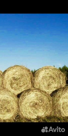 Сено суходол