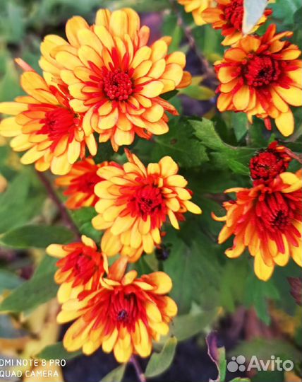 Хризантема мультифлора