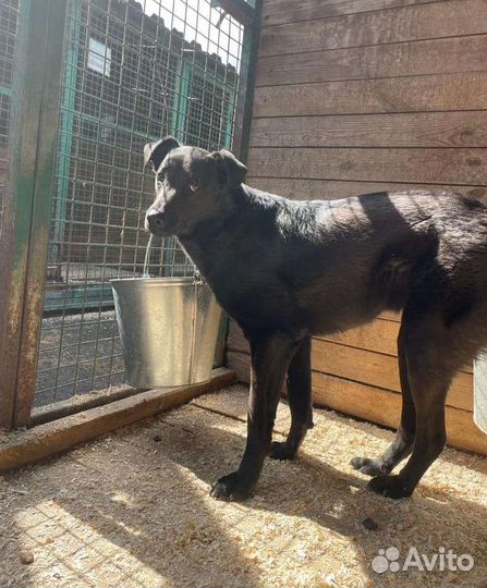 Недоверчивый Яша