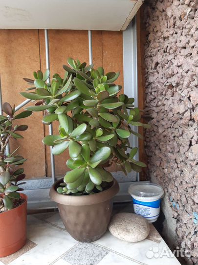 Комнатные цветы