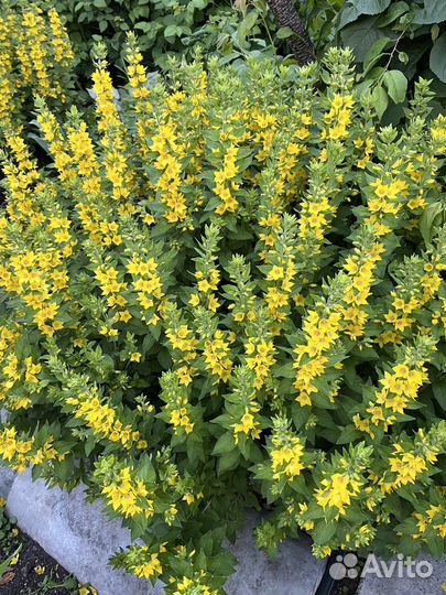 Многолетники