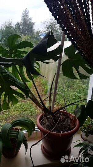 Фикус бенджамина