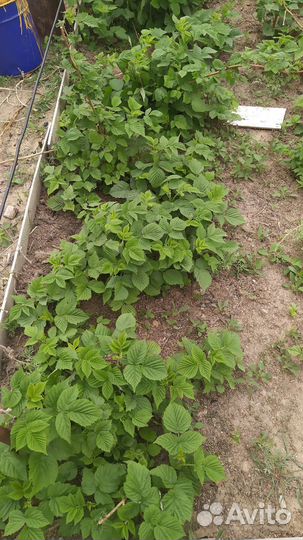 Саженцы ремонтантной малины