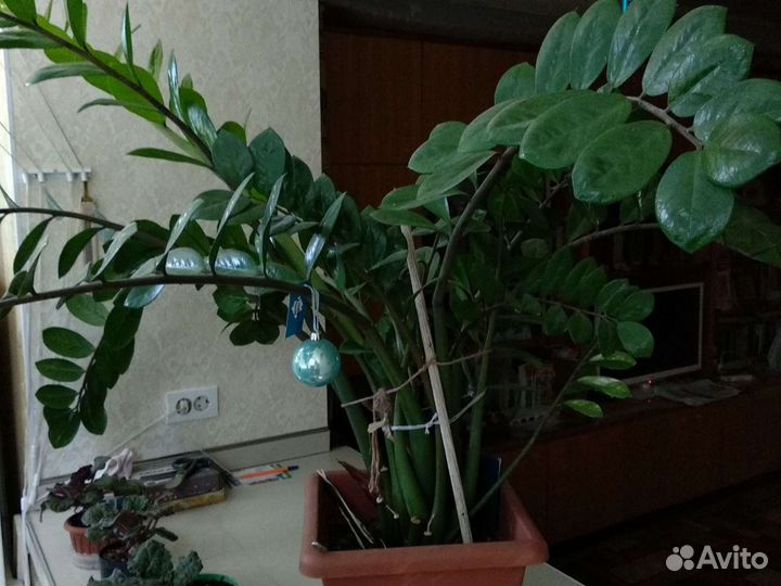 Замиокулькас