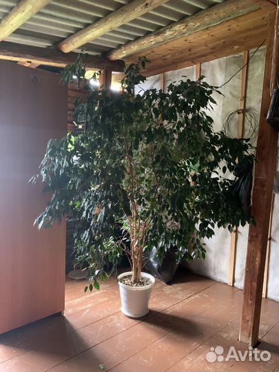 Фикус бенджамина