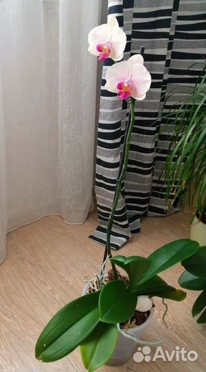 Орхидея фаленопсис