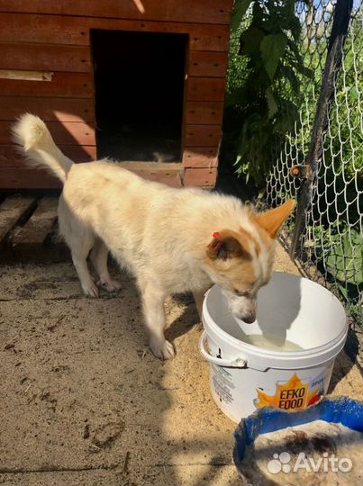 Некрупная ласковая собачка