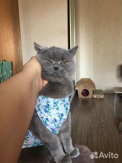 Котоняня, няня для кошки с выездом / проживанием