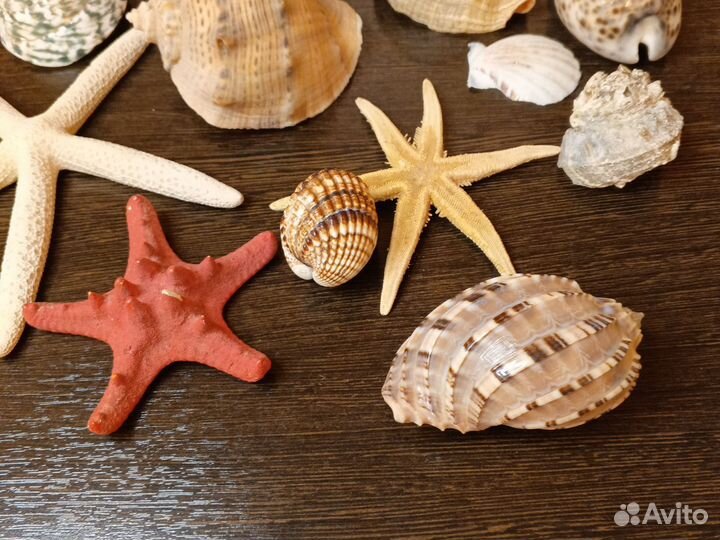 Морские ракушки и звезды