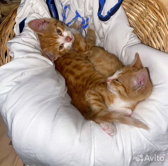 Котята