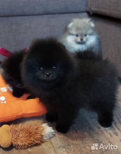 Щенки померанского шпица
