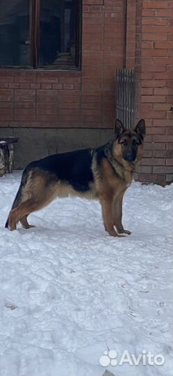 Немецкая овчарка вязка