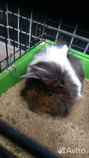 Отдам морскую свинку в добрые руки