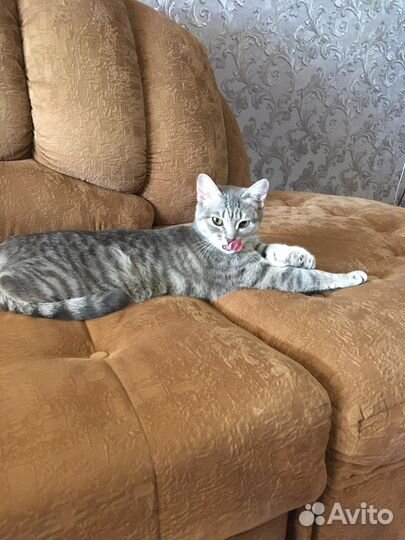 Кошка в дар