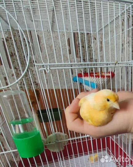 Кенара и канарейки