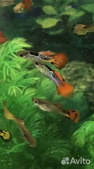 Рыбки гуппи