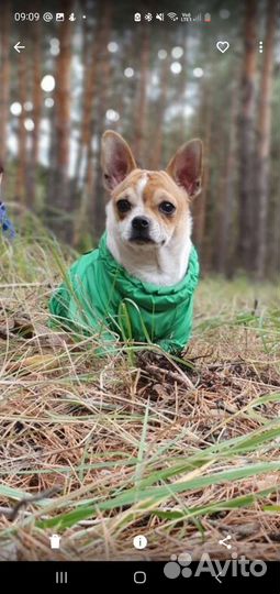 Комбинезон для маленькой собаки L Yoriki