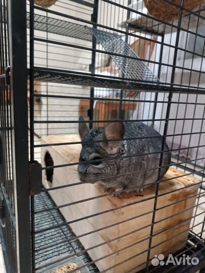 Шиншилла вместе с клеткой