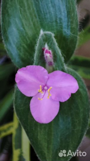 Традесканция войлочная силламонтана