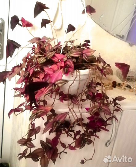 Традесканция