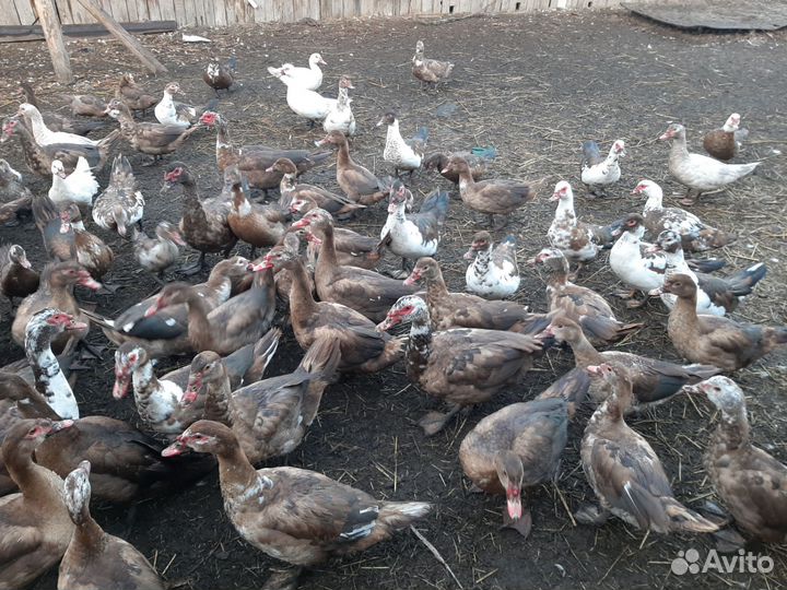 Утки шипуны