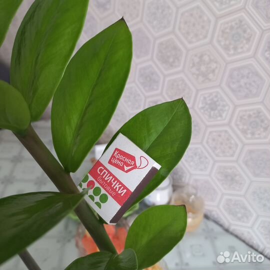 Замиокулькас Блэк Давон