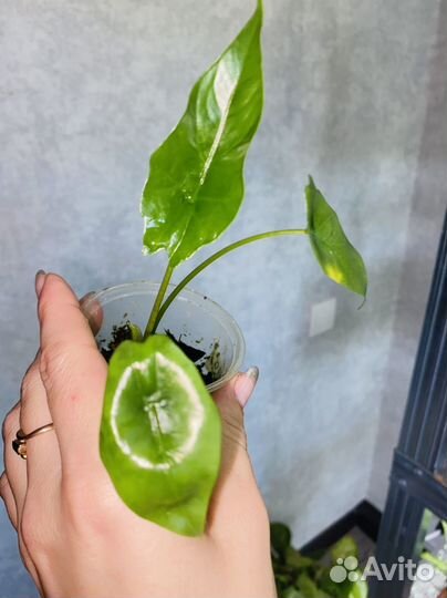 Алоказия симпо