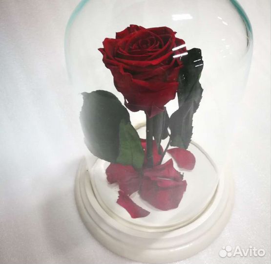 Живая Роза в колбе классик 22 см, бутон 5-6 см