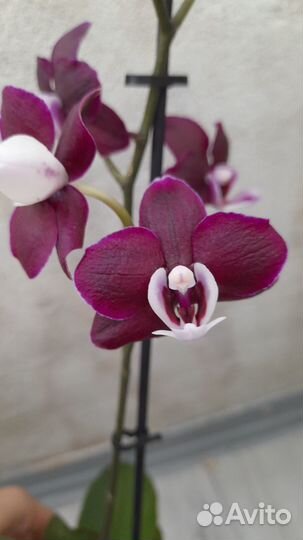 Орхидея фаленопсис kaoda