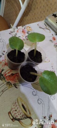 Детки сортовых фиалок