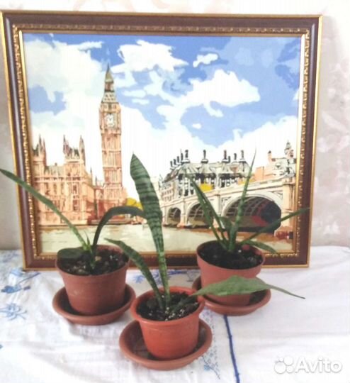 Сансевиерия